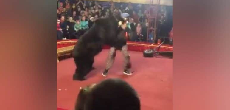 Video: Un oso atacó a domador de circo y quedó gravemente herido