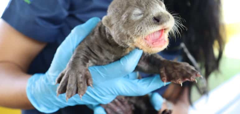 Adiós, Moechi: Fallece nutria gigante del Zoológico de Cali