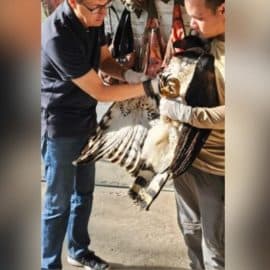 Rescatan a águila arpía: Fue agredida por cazadores en el Chocó