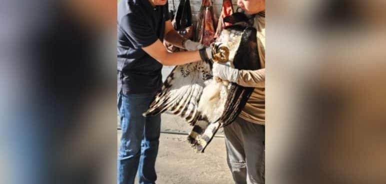 Rescatan a águila arpía: Fue agredida por cazadores en el Chocó