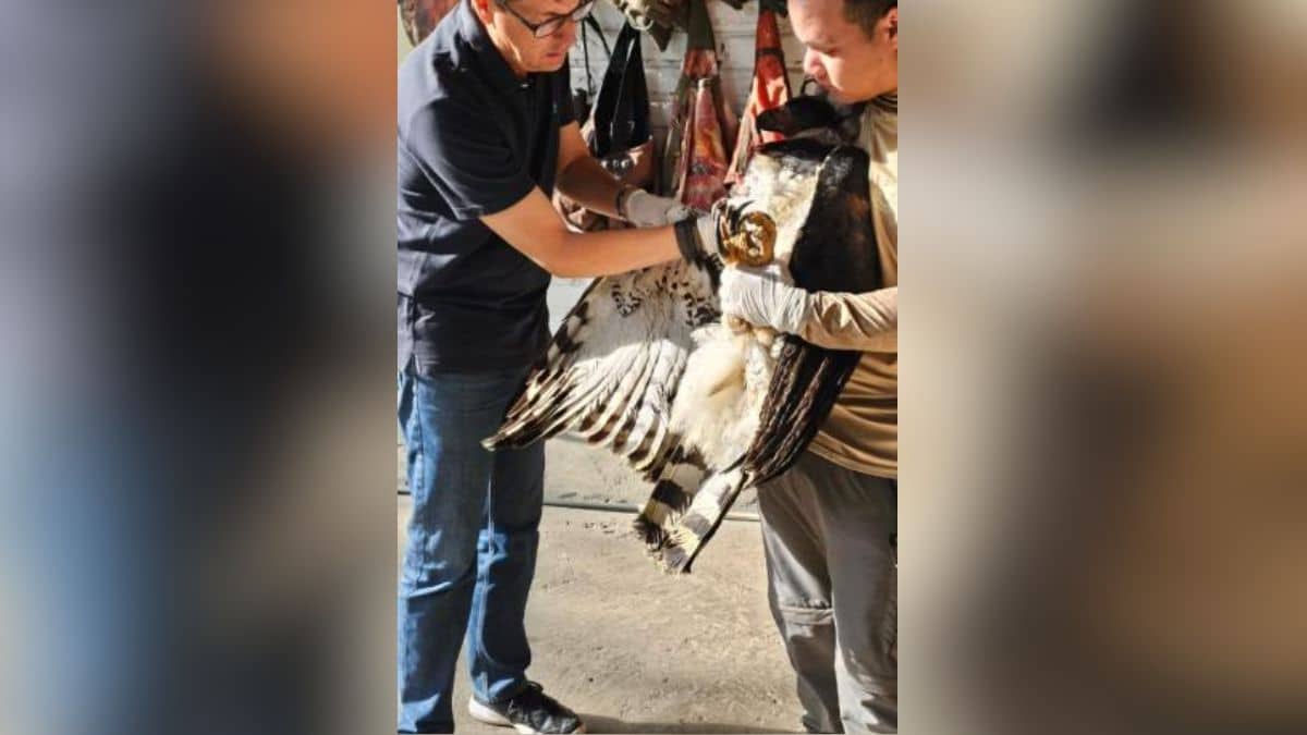 Rescatan a águila arpía: Fue agredida por cazadores en el Chocó