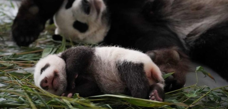 ¡El nuevo guerrero dragón! Nace oso panda en Zoológico de Rusia