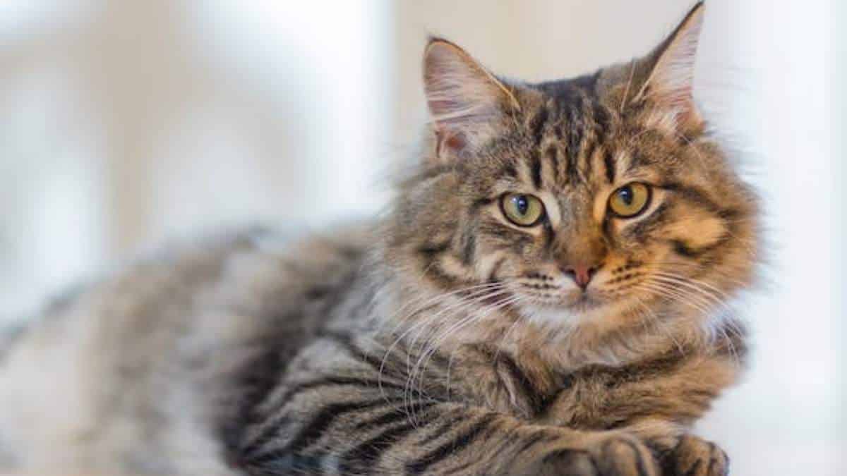 ¿Sabe cada cuánto debe desparasitar a su gato? Aquí le contamos