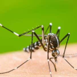 Jornadas de fumigación contra el dengue en Cali: Conozca la programación para esta semana