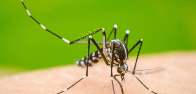 ¿Qué barrios serán fumigados esta semana en Cali? Continúa la lucha contra el dengue