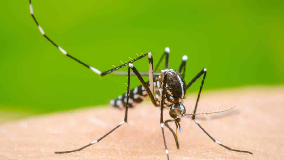 "Estamos en epidemia de dengue desde marzo del año pasado": Secretaría de Salud