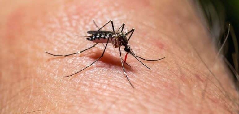 Disminuyen casos de dengue en el Valle debido a las lluvias