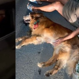 "Por animales no paro": Hombre huyó del lugar tras atropellar a un perrito