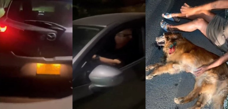 "Por animales no paro": Hombre huyó del lugar tras atropellar a un perrito