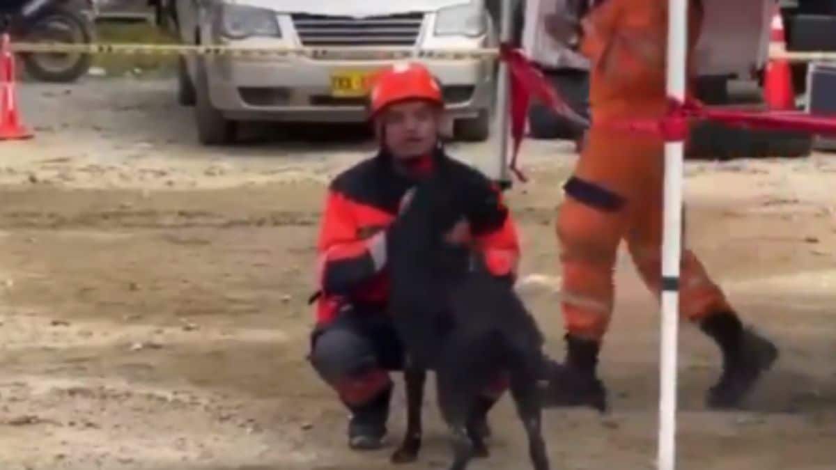 La conmovedora historia de 'Teo': El perrito que sobrevivió a la tragedia del Chocó