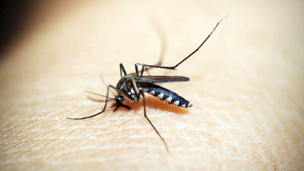 ya-estan-disponibles-para-los-vallecaucanos-las-pruebas-de-antigeno-para-detectar-el-dengue-25-01-2024