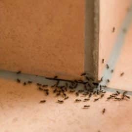 ¿Sabe cómo ahuyentar las hormigas de su casa con remedios caseros? Tome nota