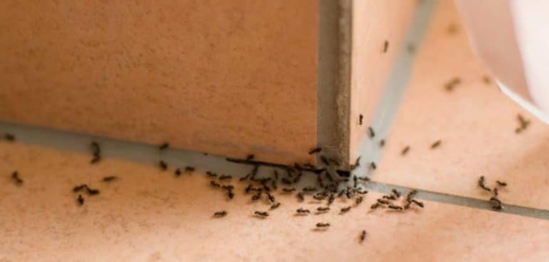 ¿Sabe cómo ahuyentar las hormigas de su casa con remedios caseros? Tome nota