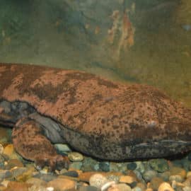En riesgo de extinción: Japón halla ejemplares del anfibio más grande del mundo