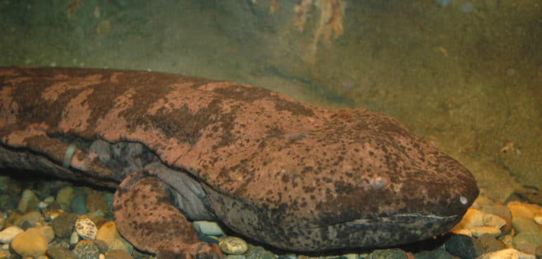 En riesgo de extinción: Japón halla ejemplares del anfibio más grande del mundo