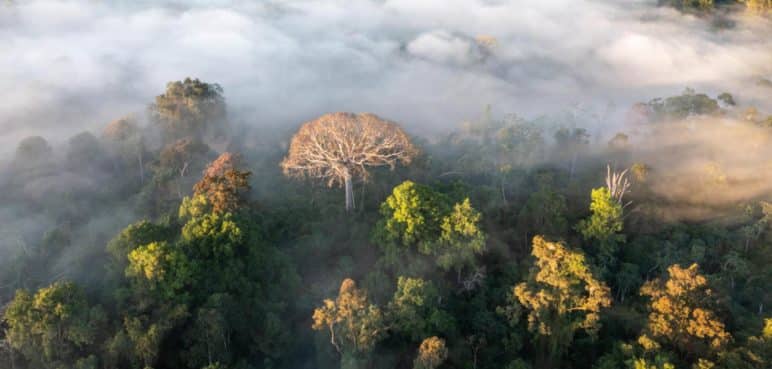 Alerta ambiental: La mitad de la Amazonía podría desaparecer en 2050
