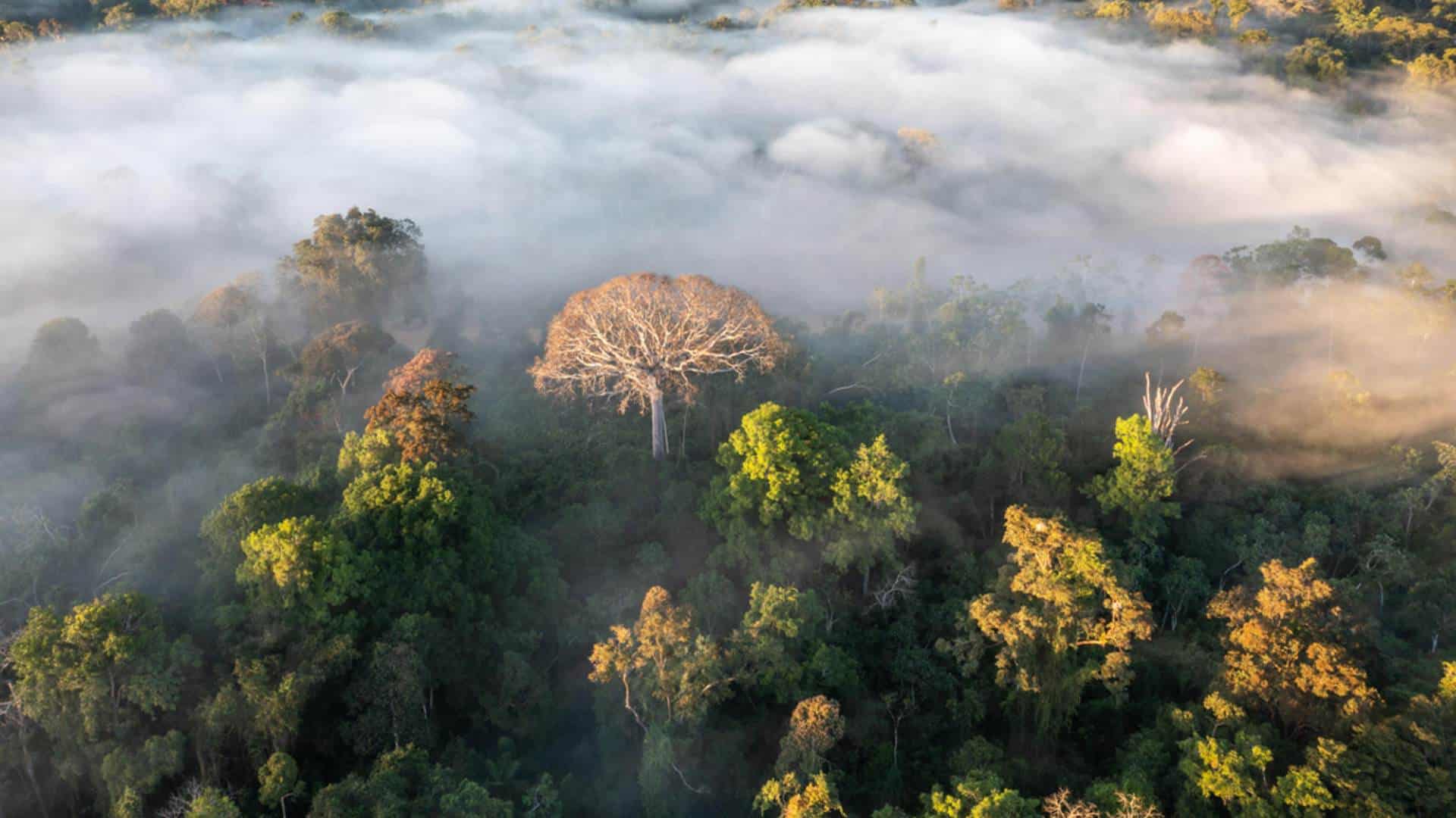Alerta ambiental: La mitad de la Amazonía podría desaparecer en 2050