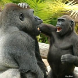Los grandes simios, como los humanos, provocan a sus compañeros en broma