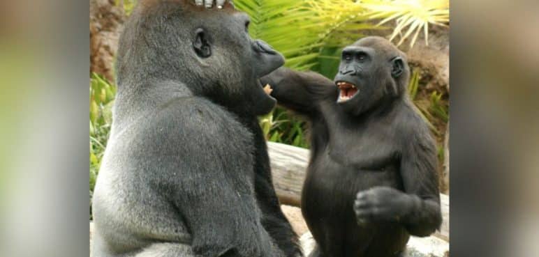 Los grandes simios, como los humanos, provocan a sus compañeros en broma
