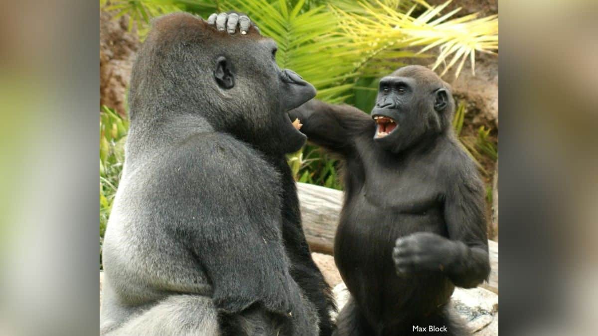 Los grandes simios, como los humanos, provocan a sus compañeros en broma