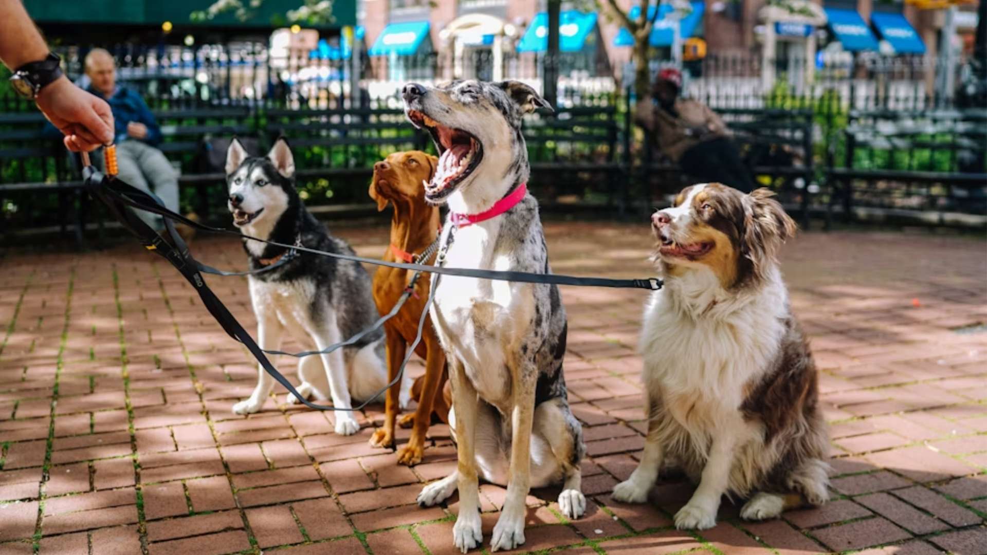 ¡Es tiempo de salir! Estos son los horarios en los que deberías pasear a tu mascota