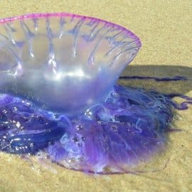 Alerta en las playas de San Andrés: Peligrosa presencia de una 'falsa medusa'