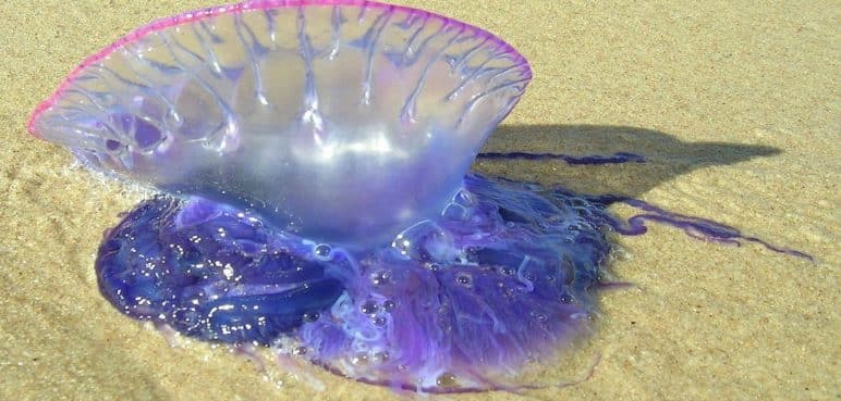 Alerta en las playas de San Andrés: Peligrosa presencia de una 'falsa medusa'