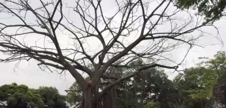 Gran árbol ubicado en el Parque del Perro se encuentra en estado crítico