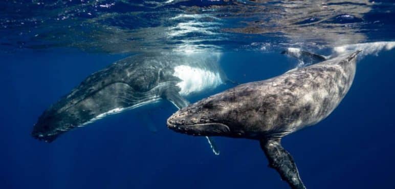 Día Mundial de las Ballenas: ¿Es el animal más importante del planeta tierra?