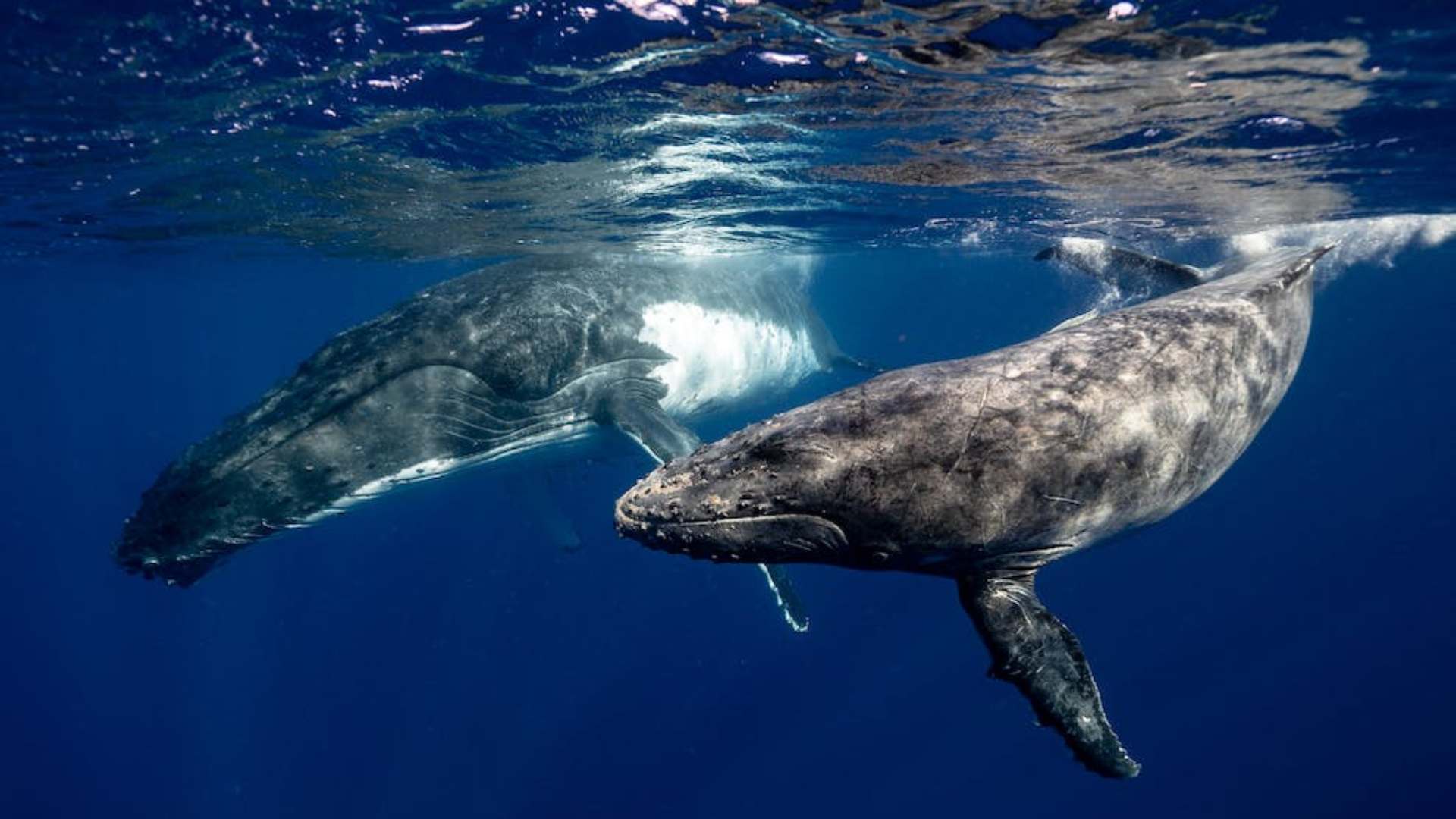 Una canción de amor no correspondida: La historia de la ballena más solitaria del mundo