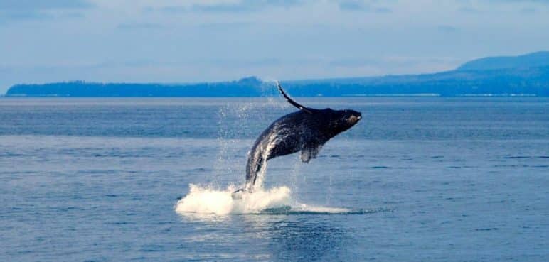 Una canción de amor no correspondida: La historia de la ballena más solitaria del mundo