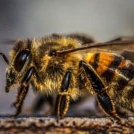 Las abejas están en riesgo de desaparecer y con ellas la seguridad alimentaria