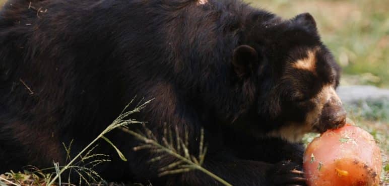 El oso andino, una especie amenazada: Caficultores del Valle buscan su protección