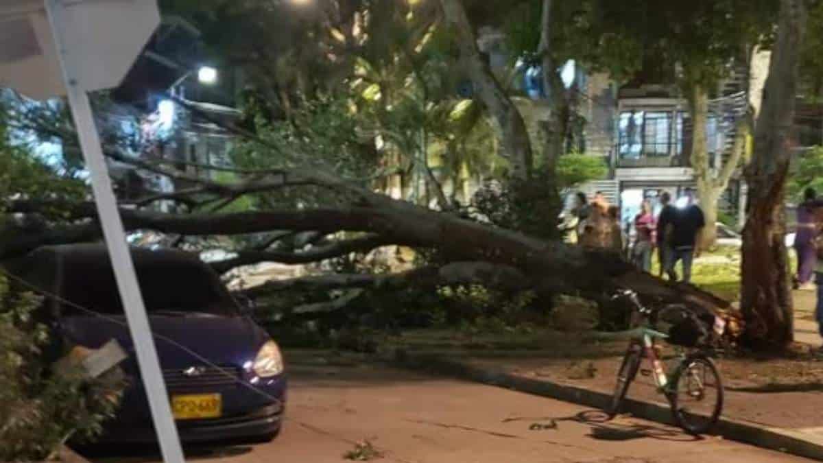 Enorme árbol cae en una vía pública en el centro de la ciudad