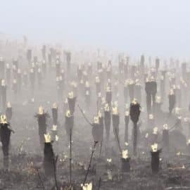 Florece una esperanza: Se recuperan los frailejones tras incendio en el páramo