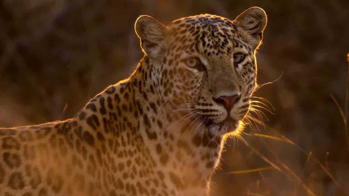 Ciencia y naturaleza: Se celebra el Día Mundial de la Vida Silvestre