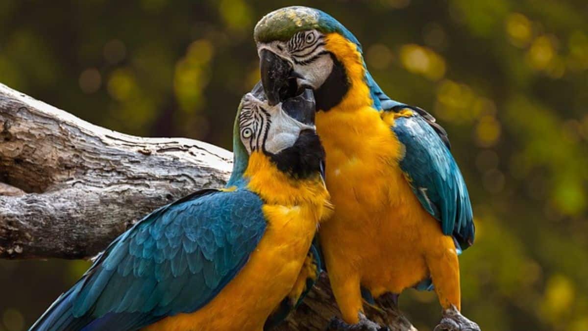 Llega a Cali la Feria Internacional de Aves, Colombia Birdfair 2024