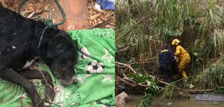 ¡Heroico! Bomberos rescatan a un perro que quedó atrapado en el río de Yumbo