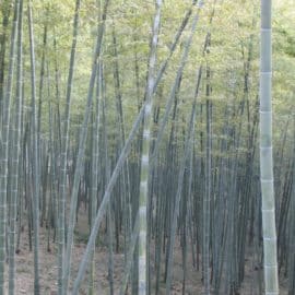 El bambú una alternativa (saludable y sostenible) para la alimentación humana