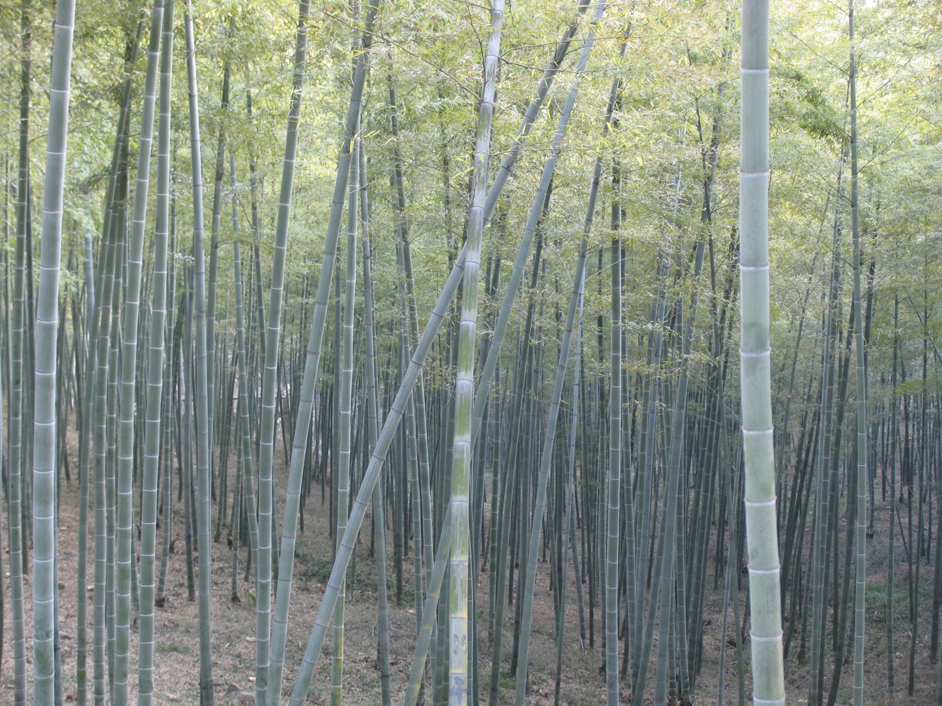 El bambú una alternativa (saludable y sostenible) para la alimentación humana