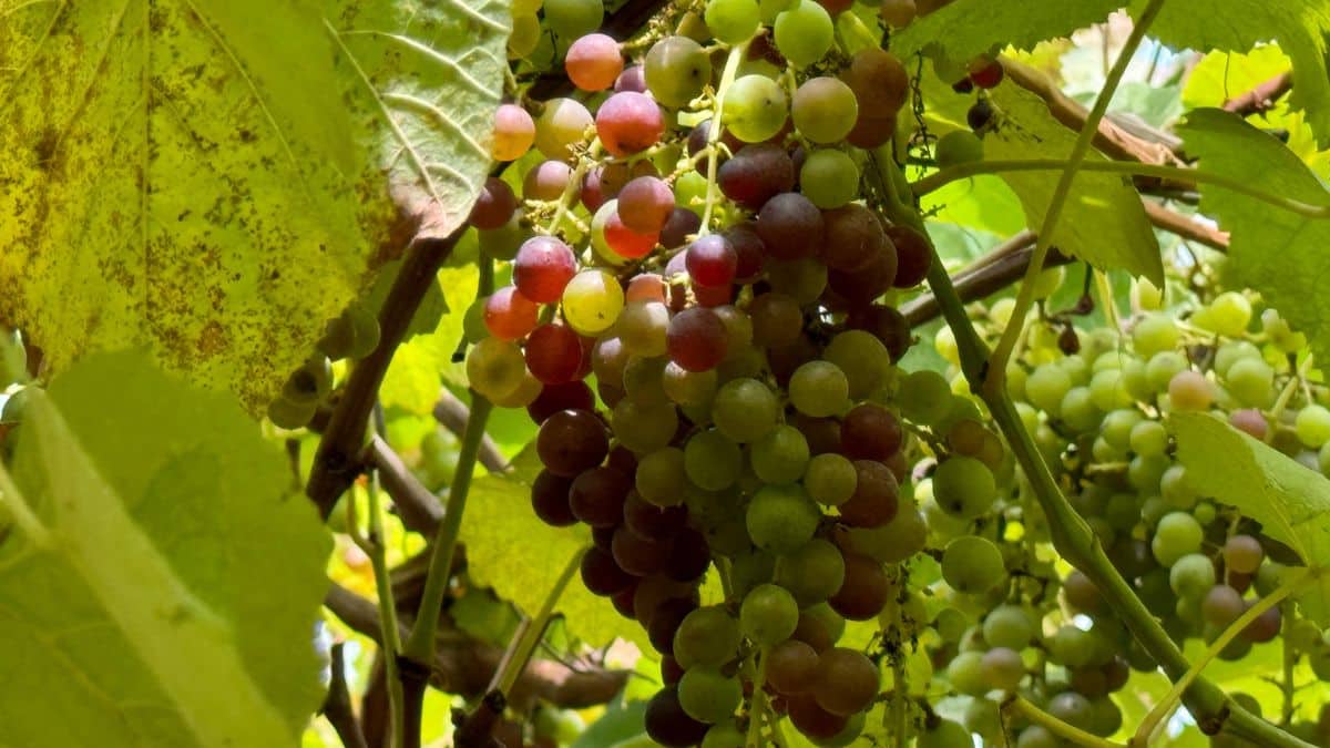 uvas - viñedo
