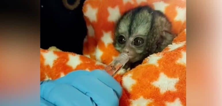 Video: Así fue el rescate de un mono bebé que perdió a su madre en Yumbo