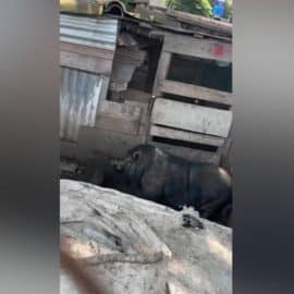 Denuncian que cerdos estarían en mal estado: Se encuentran en el barrio San Marino