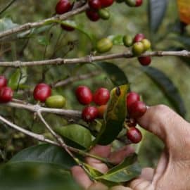 La producción de café de Colombia cae un 6% en febrero del 2024