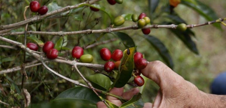 La producción de café de Colombia cae un 6% en febrero del 2024