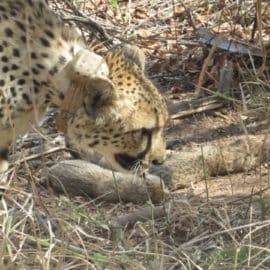 Una esperanza para la India: Nacen 5 crías de guepardo en peligro de extinción