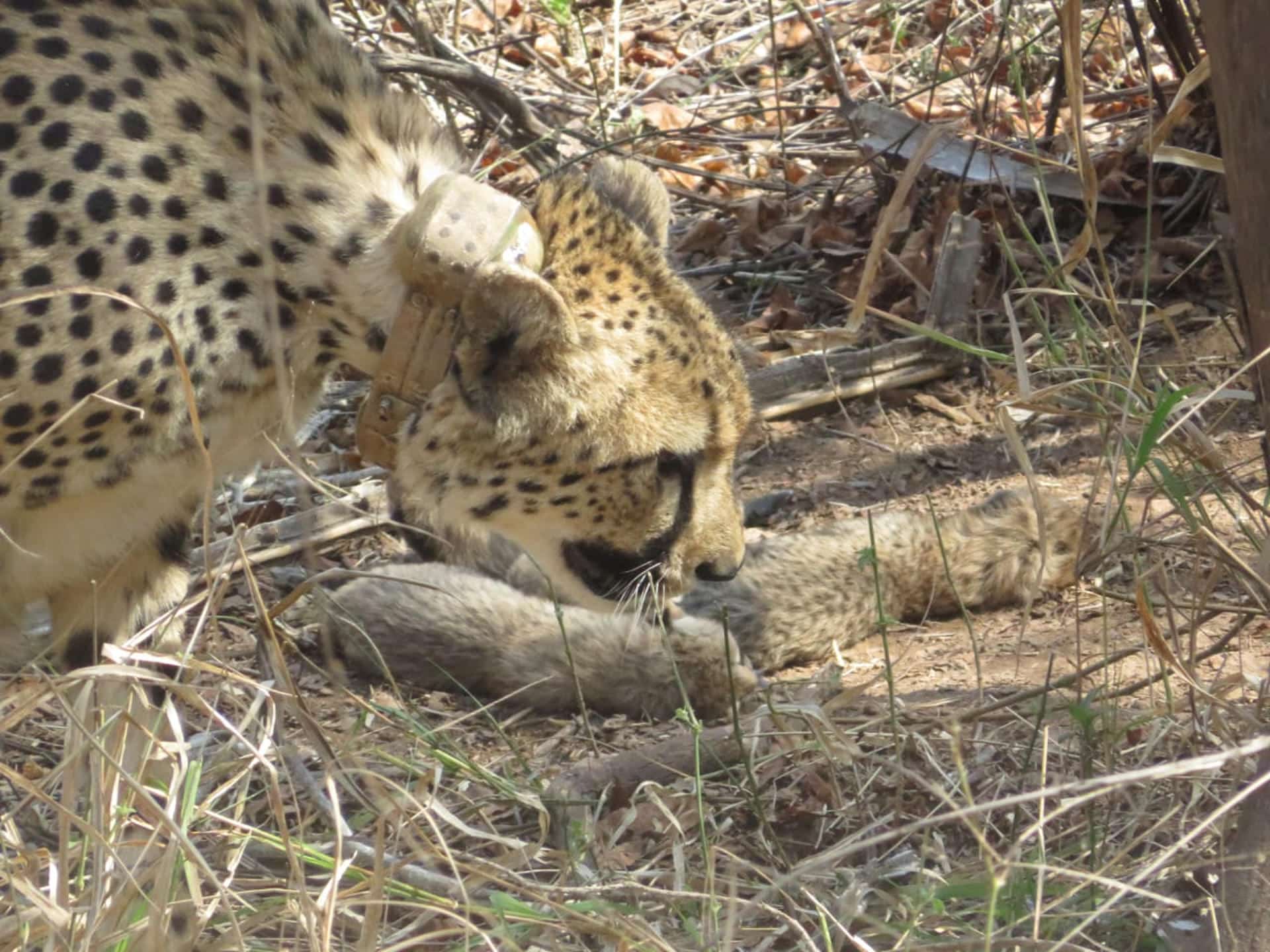 Una esperanza para la India: Nacen 5 crías de guepardo en peligro de extinción
