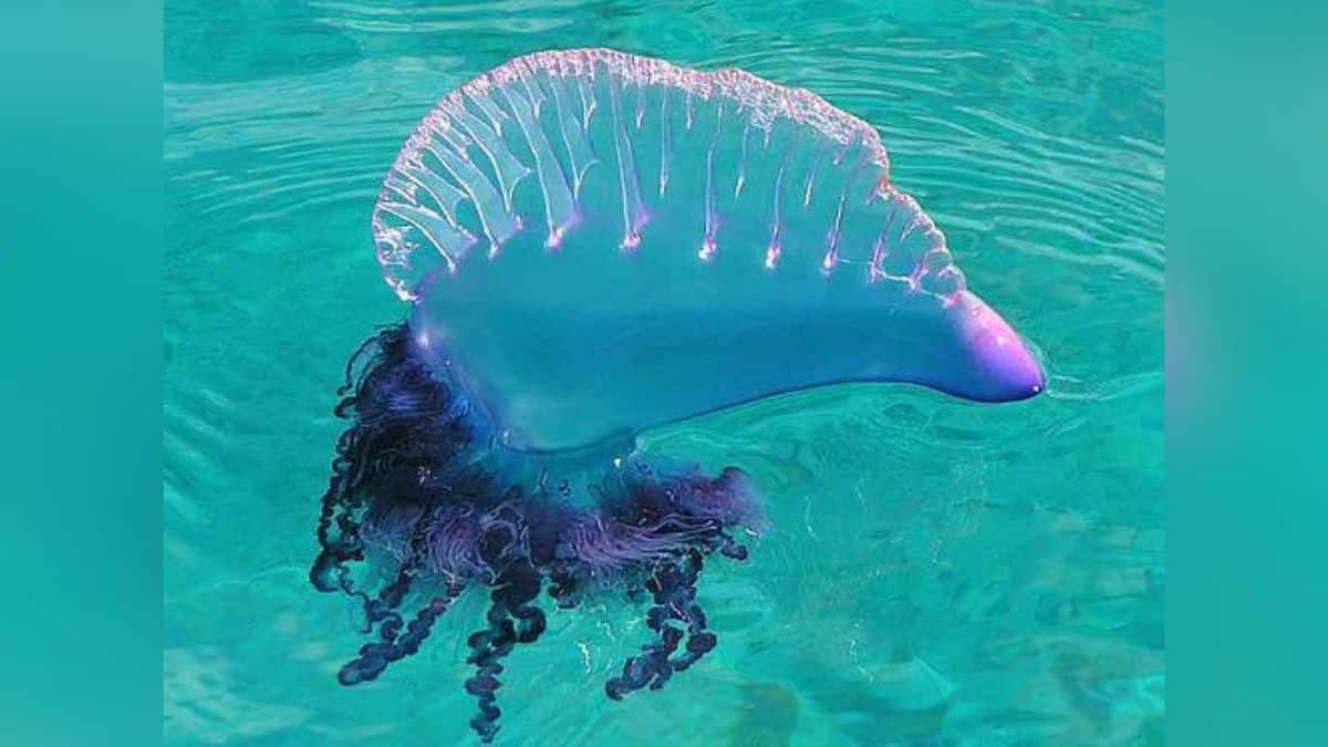 Fragata Portuguesa picó a un turista en las playas de Cartagena