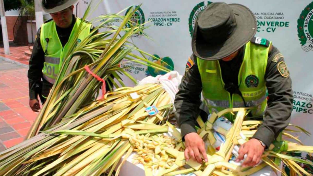 Autoridades adelantan operativos para evitar el tráfico de palmas de cera