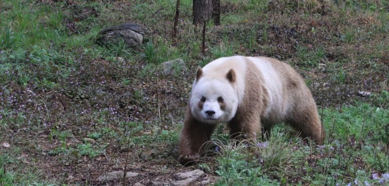 Osos pandas raros ¿A qué deben su extraño color?